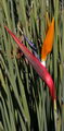 Rush-leaved Strelitzia
